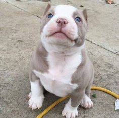 pit bull