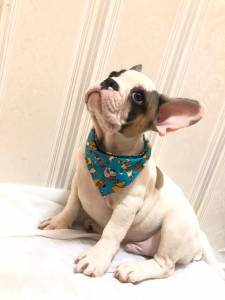 BULLDOG FRANCS FMEA TIGRADA MACHO PIED LINDOS DISPONIVEL ENTREGO HOJE CHAMA NO ZAP