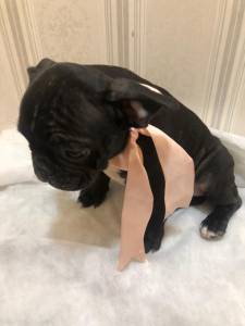 BULLDOG FRANCS FMEA TIGRADA MACHO PIED LINDOS DISPONIVEL ENTREGO HOJE CHAMA NO ZAP