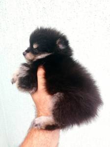 spitz alemo ano lulu da pomerania s machos laranja creme black end tam entrego hoje chama no zap