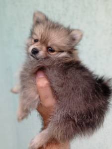 spitz alemo ano lulu da pomerania s machos laranja creme black end tam entrego hoje chama no zap