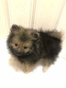 spitz alemo ano lulu da pomerania s machos laranja creme black end tam entrego hoje chama no zap