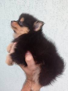 spitz alemo ano lulu da pomerania s machos laranja creme black end tam entrego hoje chama no zap