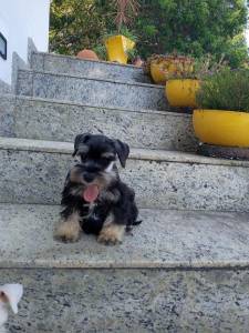 schnauzer miniaturas filhotes
