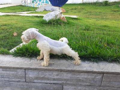 schnauzer miniaturas filhotes