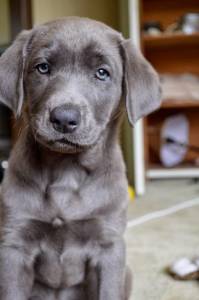 Weimaraner