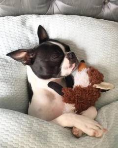 Boston Terrier