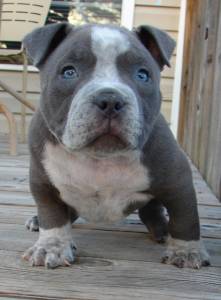 pit bull