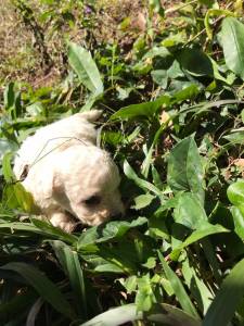 Poodle toy chocolate branco e abric lindos filhotes disponveis