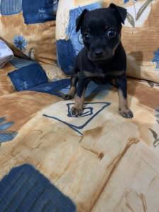 Pinscher miniatura lindos filhotes disponveis