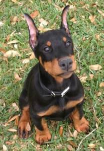 Dobermann