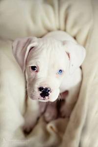 pit bull