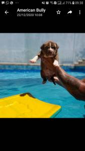 American Bully - Fmea disponvel