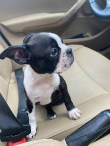 Boston Terrier - Fmea disponvel