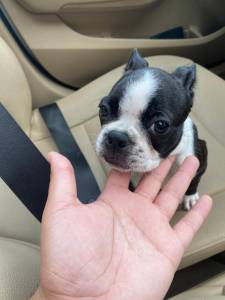 Boston Terrier - Fmea disponvel