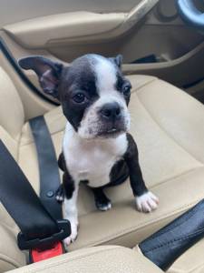 Boston Terrier - Fmea disponvel