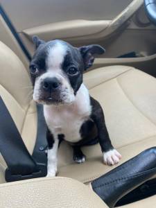 Boston Terrier - Fmea disponvel