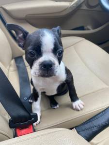 Boston Terrier - Fmea disponvel