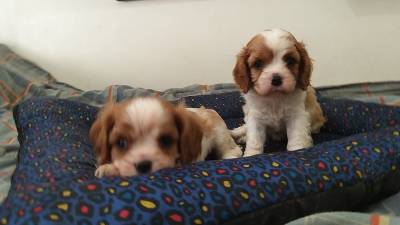 Cavalier King Charles Spaniel filhotes machos e fêmeas Cavalier King Charles Spaniel filhotes machos e fêmeas