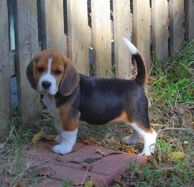 Beagle