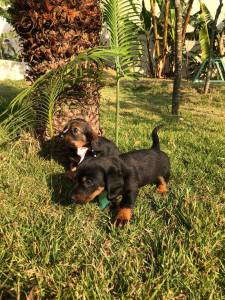 BASSET MINI TECKEL SALSICHA S MACHO PARC ENTREGO HOJE LAPA SP