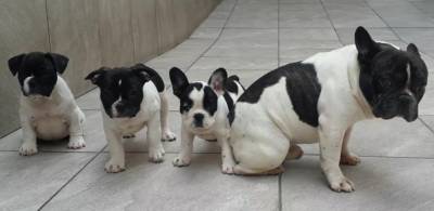 Filhotes de Bulldog francs