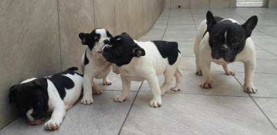 Filhotes de Bulldog francs