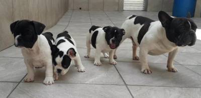 Filhotes de Bulldog francs