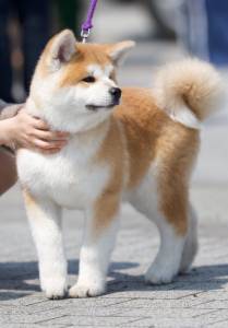 Akita Inu