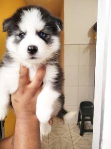 husky siberiano