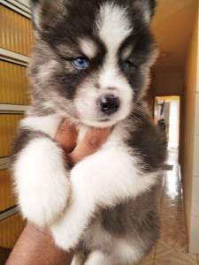 husky siberiano