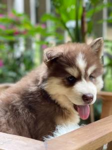 husky siberiano