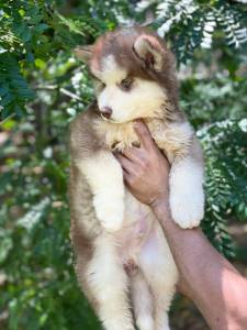 husky siberiano