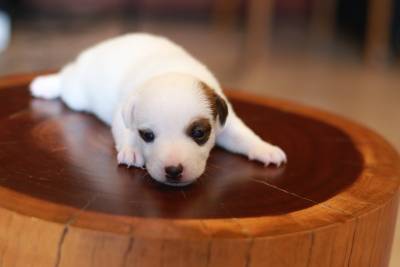 Jack Russel - Machos e Fmeas disponvel