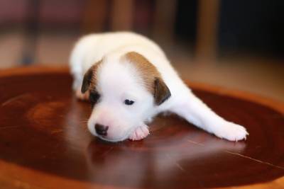 Jack Russel - Machos e Fmeas disponvel