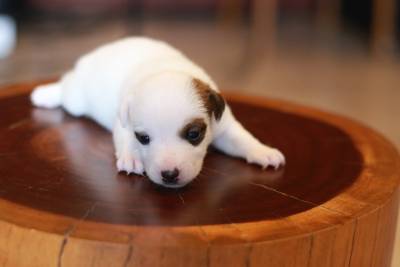 Jack Russel - Machos e Fmeas disponvel