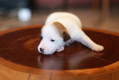 Jack Russel - Machos e Fmeas disponvel