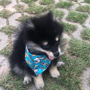 spitz alemo ano lulu da pomerania ultimo lindo macho black end tam entrego hoje chama no zap