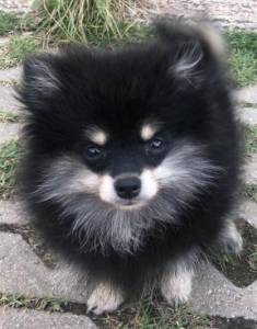 spitz alemo ano lulu da pomerania ultimo lindo macho black end tam entrego hoje chama no zap