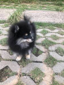 spitz alemo ano lulu da pomerania ultimo lindo macho black end tam entrego hoje chama no zap