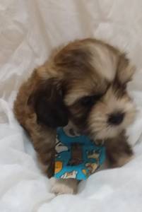 LHASA APSO LINDAS MACHOS E FMEAS O COZINHO DA SORTE ENTREGO HOJE CHAMA NO ZAP LAPA SP