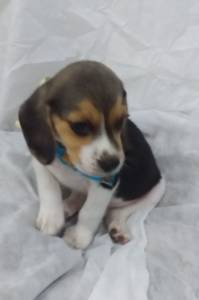 BEAGLE LINDO MACHO TREZE POLEGADAS PARC ENTREGO HOJE CHAMA NO ZAP