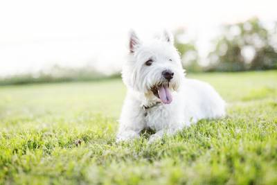 FILHOTES DIFERENCIADOS WEST HIGHLAND WHITE TERRIER                  