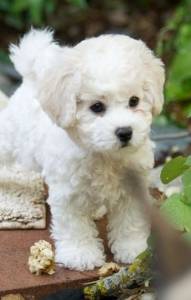 Bichon Fris