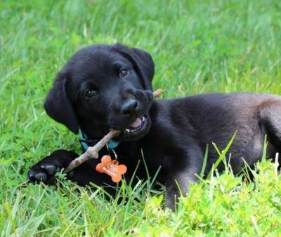 Labrador