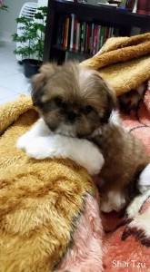 Lhasa Apso