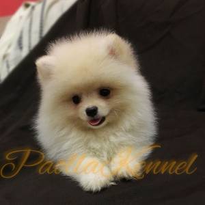 spitz alemo ano lulu da pomerania s machos creme black end tam creme entrego hoje chama no zap