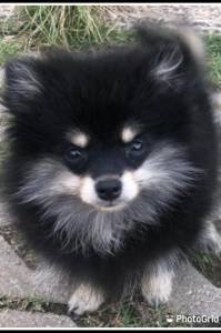 spitz alemo ano lulu da pomerania s machos creme black end tam creme entrego hoje chama no zap