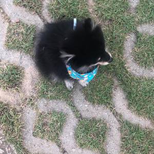 spitz alemo ano lulu da pomerania s machos creme black end tam creme entrego hoje chama no zap