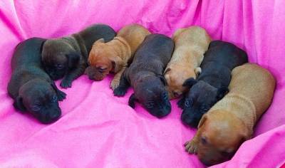 BASSET MINI TECKEL SALSICHA MACHOS FMEAS PRETO CANELA ENTREGO HOJE PRESENTO CHAMA NO ZAP LAPA SP